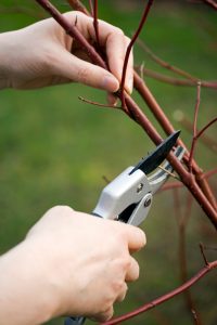 pruning-branches-fine-cut-lawn-service